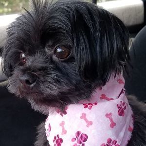 Meet your Posher, Patricia